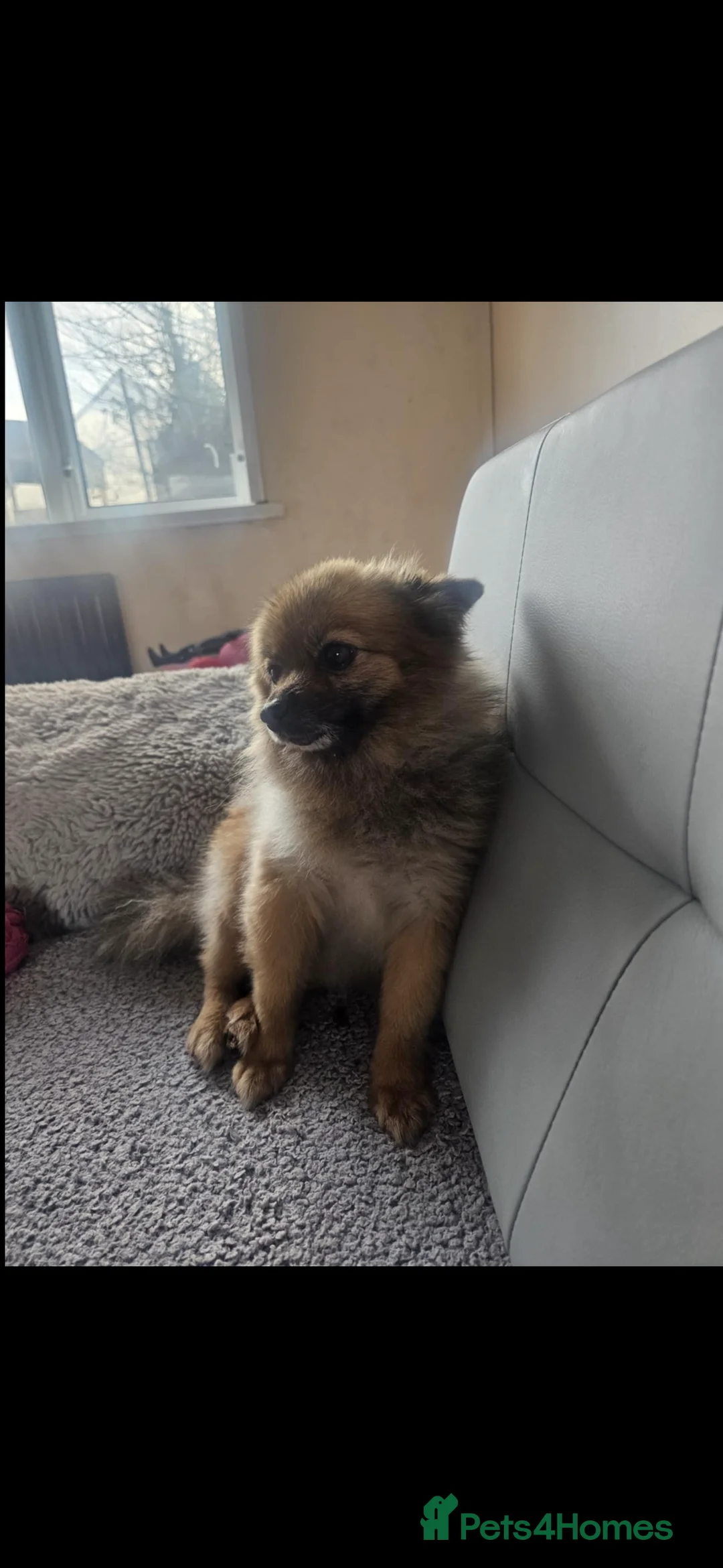 Pomeranian dogs for sale: Pomeranian female 2 years old - Advert 2