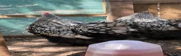Chickens poultry for sale: Trio silver laced orpingtons lf very fertile  - Advert 3
