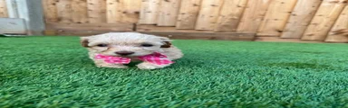 Cockapoo 5