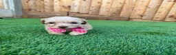 Cockapoo dogs for sale: Beautiful Cockapoo Puppies in Cardiff - Advert 10