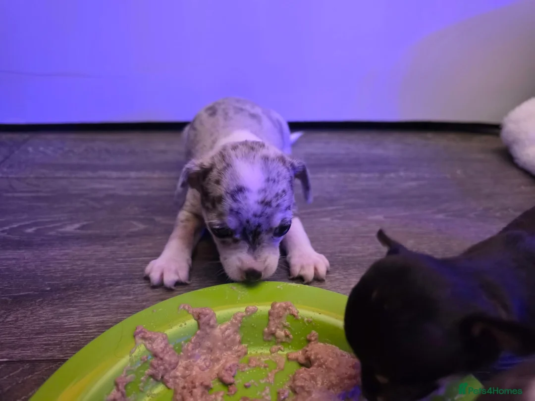 Chihuahua dogs for sale: Beautiful Chihuahua Puppies - Advert 4