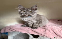 Maine Coon cats for sale: Pedigree GCCF Russian Import line Maine Coons - Image 2