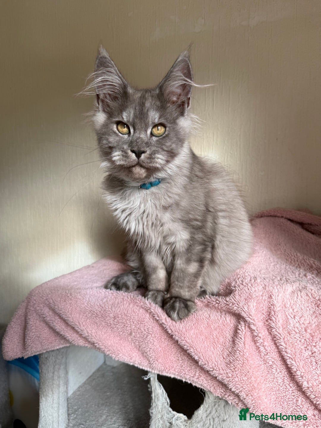 Maine Coon cats for sale: Pedigree GCCF Russian Import line Maine Coons - Image 2