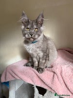 Maine Coon cats - Advert 15