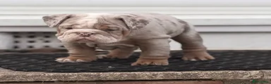 (REHOMED) English Bulldog Puppy 6