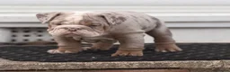 English Bulldog dogs for sale: 1 LEFT VACCINATED + READY TO LEAVE BRITISH BULLDOG - Advert 8