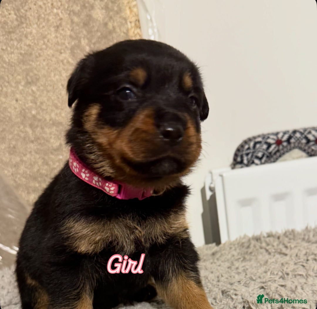 Mixed Breed dogs for sale: Boxweiller Puppies - Advert 11