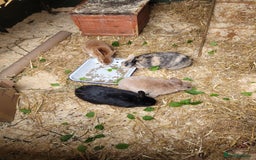 Rex rabbits for sale: Rehoming due to owners ill health - Image 3