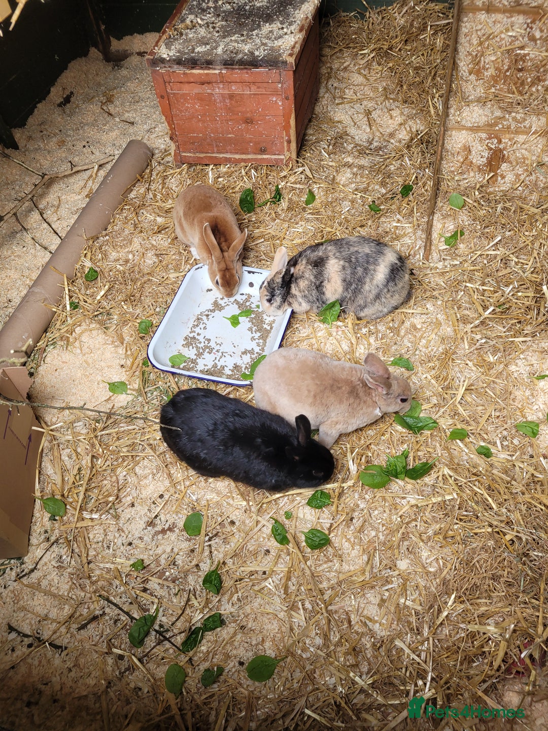 Rex rabbits for sale: Rehoming due to owners ill health - Image 3