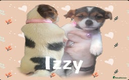 Jack Russell dogs for sale: miniature Jack Russell Puppies - Image 9