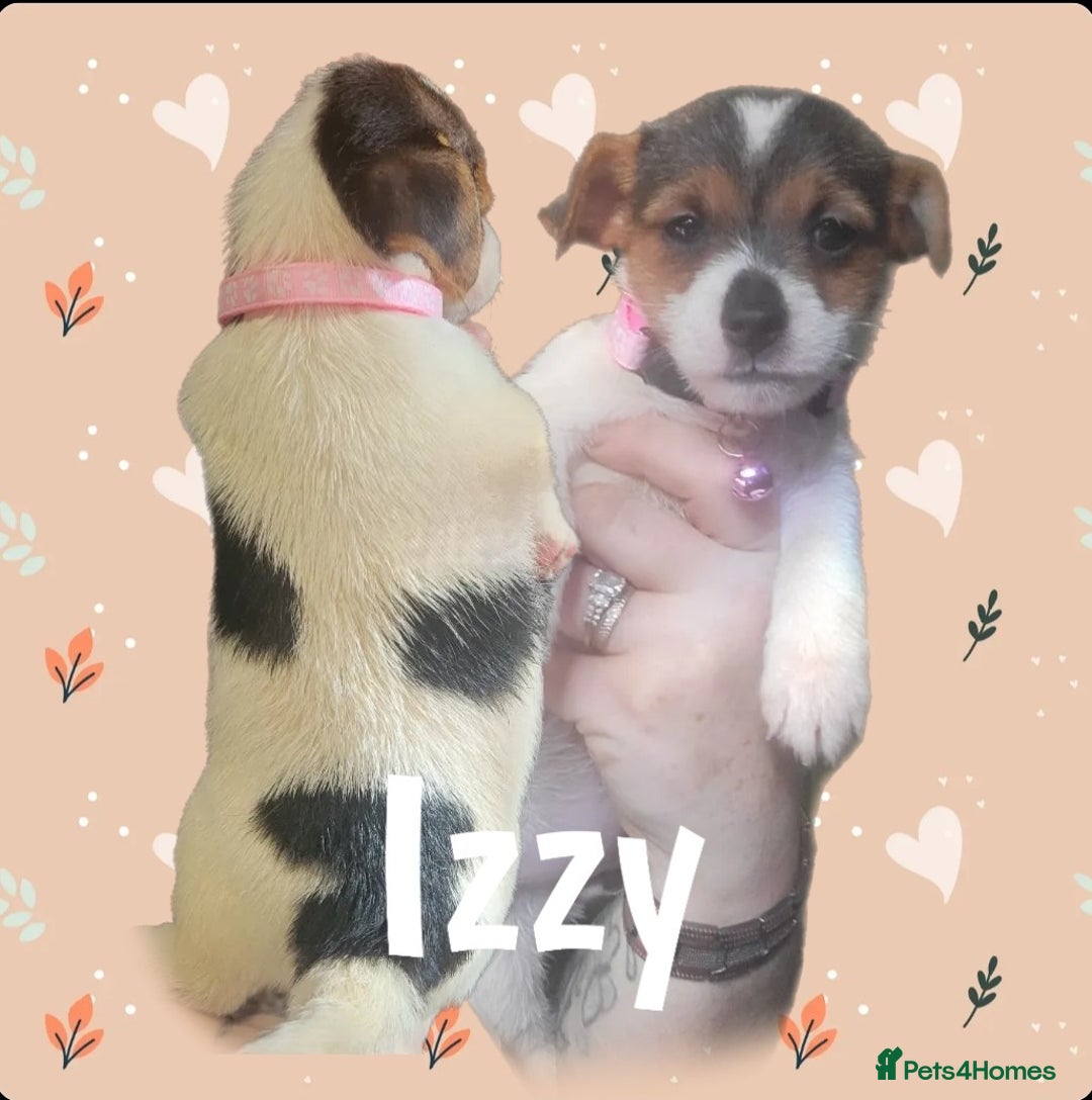 Jack Russell dogs for sale: miniature Jack Russell Puppies - Image 9