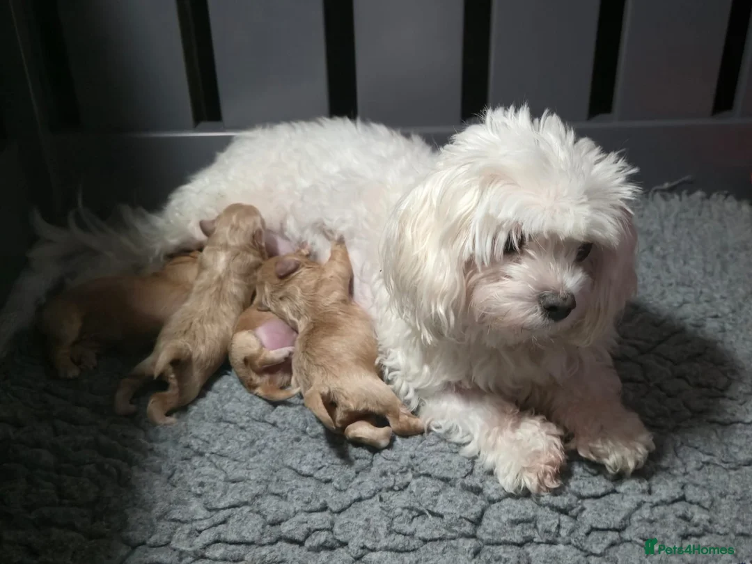 Maltipoo dogs for sale: Stunning f1 Maltipoos only 1 left  - Advert 2