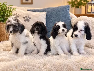 Cavapoo dogs Cavapoo puppies - Advert 1
