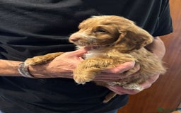 Cockapoo dogs for sale: F1 Cockapoo puppies  - Image 6