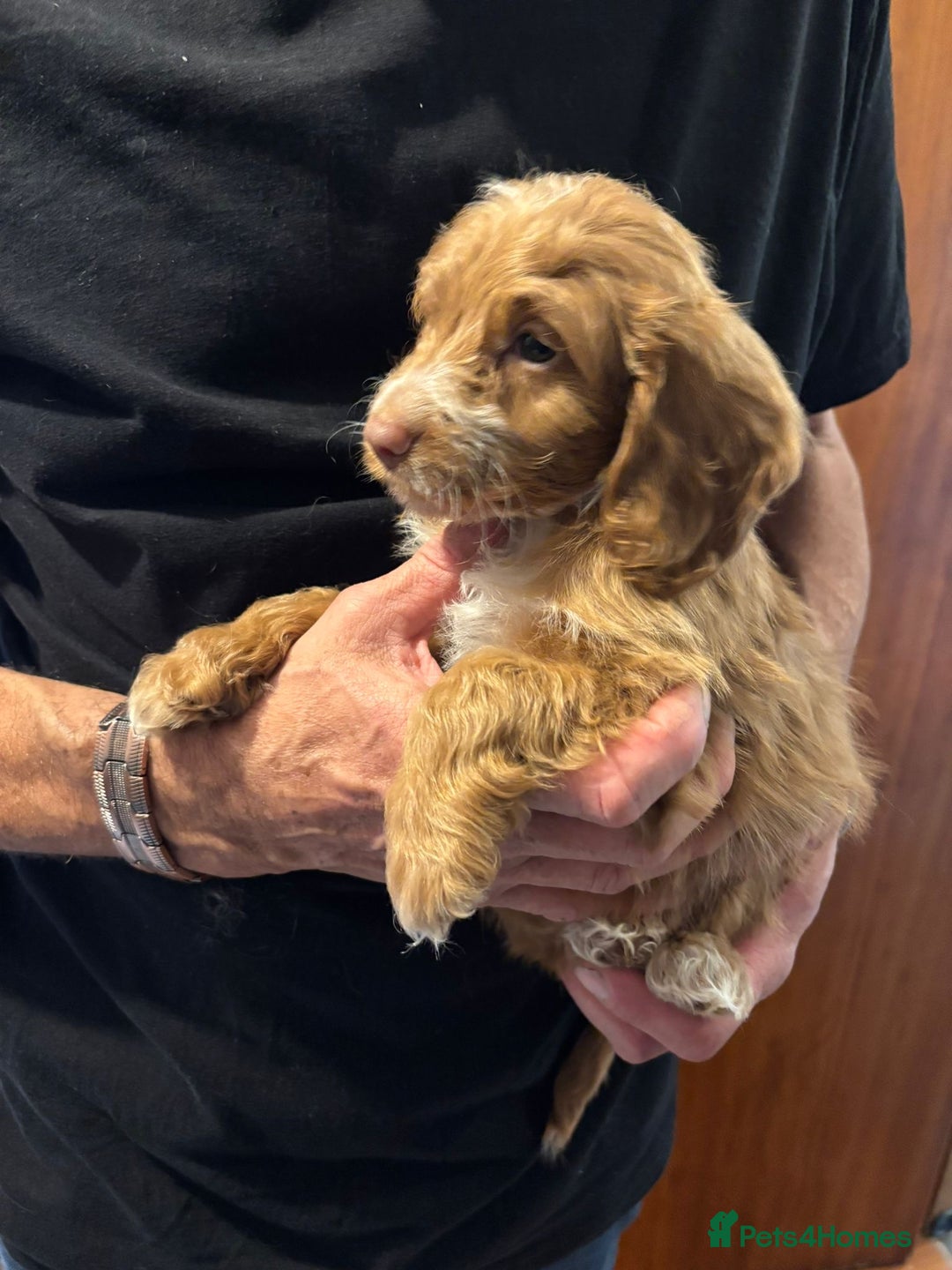 Cockapoo dogs for sale: F1 Cockapoo puppies  - Image 6