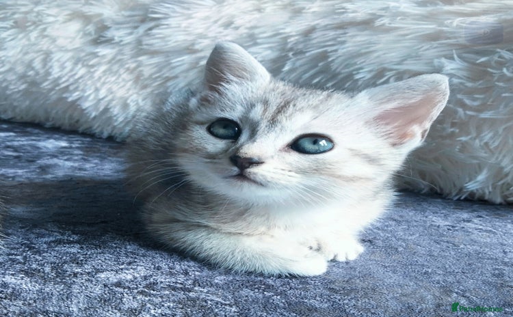 British Shorthair cats - Advert 16