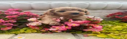 Cavapoo dogs for sale: Cavapoo F1 puppy girl  - Advert 6