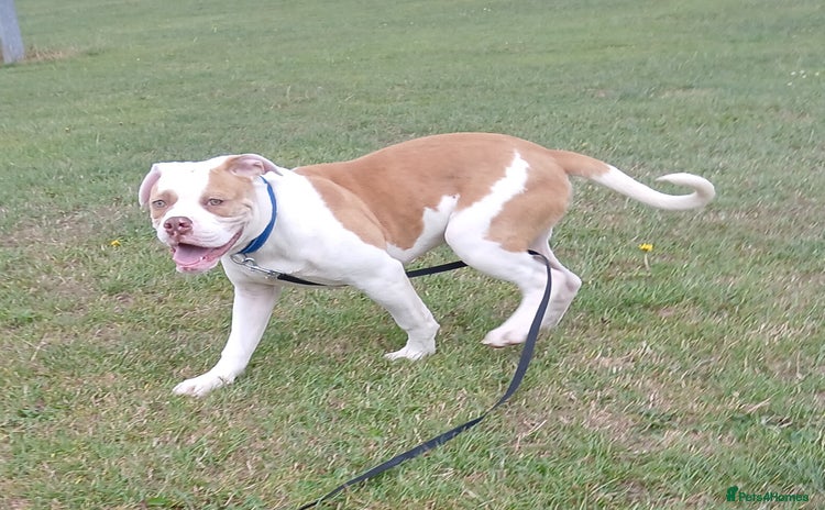American Bulldog dogs in Ferryhill - Advert 2