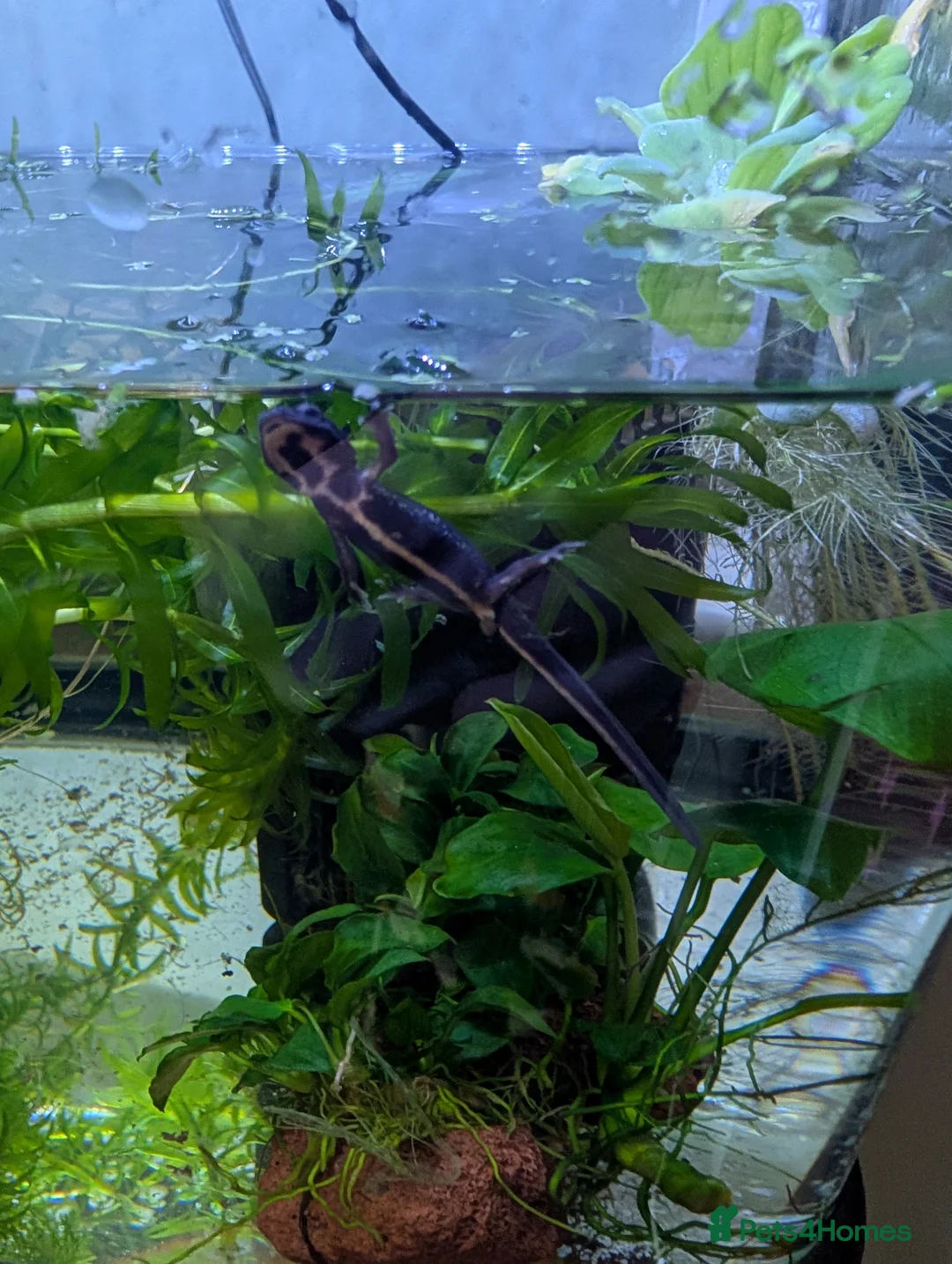 Newt reptiles for sale: Cynops ensicauda popei NEWTS  - Advert 3