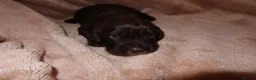 Cocker Spaniel dogs for sale: Working cocker spaniel puppies  - Advert 30