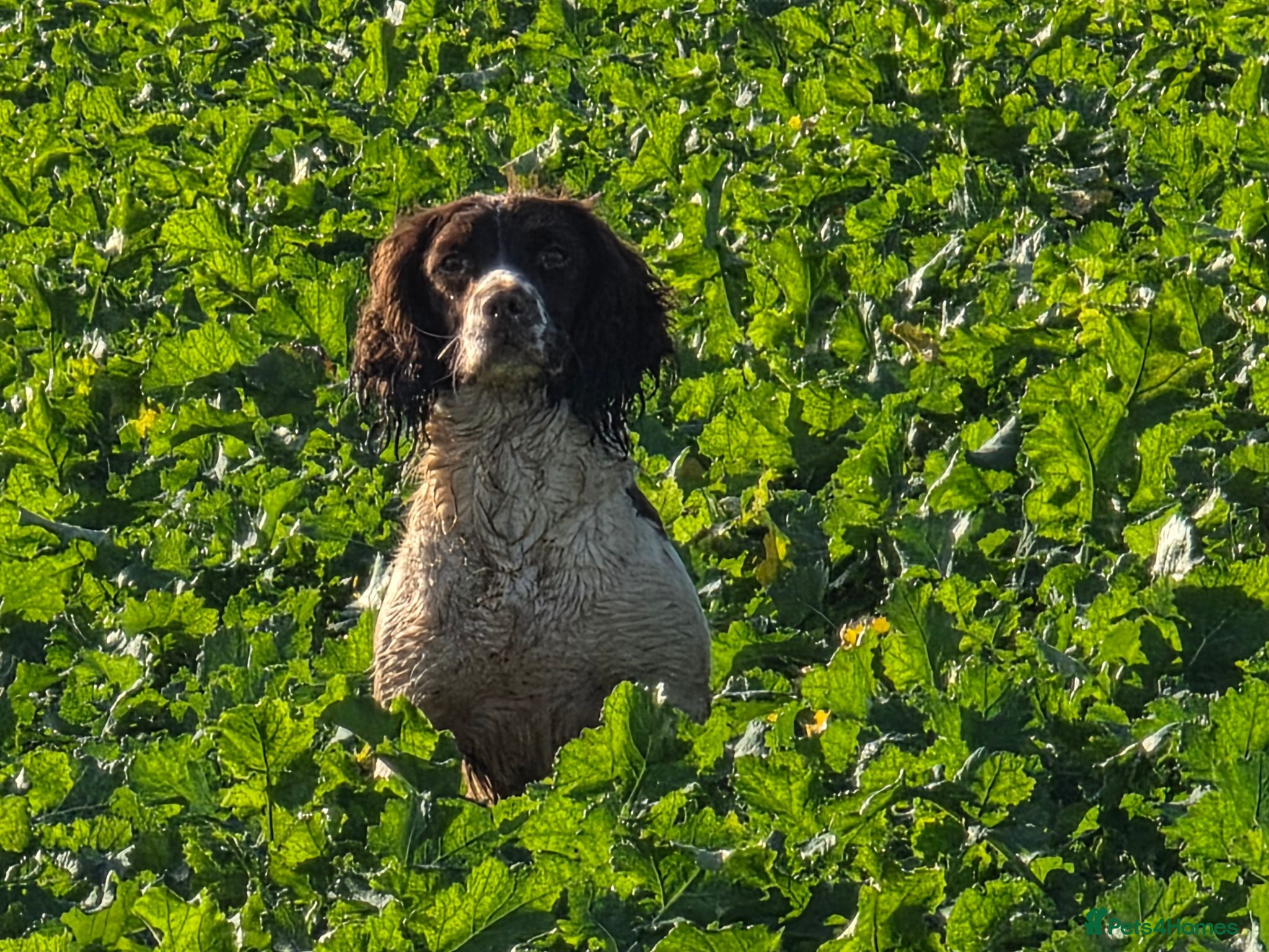 English Springer Spaniel dogs Working ESP FTCH lines extremely well bred - Advert 1