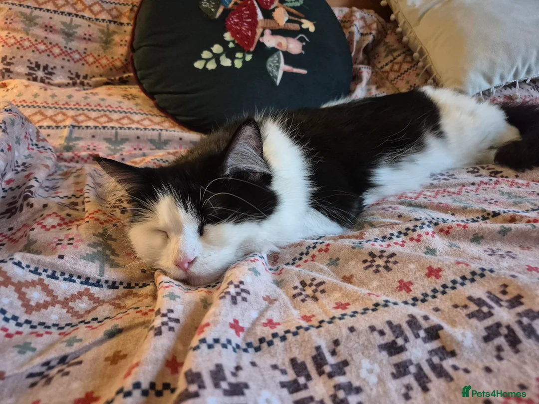 Mixed Breed cats for sale: 2-year half ragdoll looking for a loving home - Advert 4