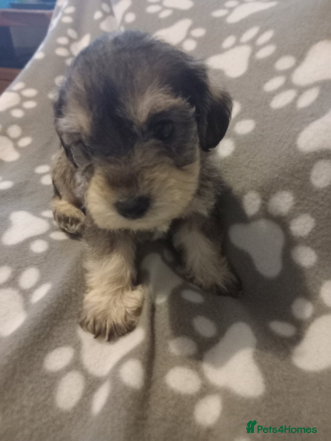 Mixed Breed dogs for sale: TOY SHNOODLES READY 21 DEC - Advert 3