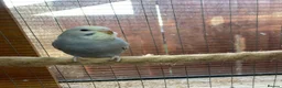 Budgerigars birds for sale: Baby budgies  - Advert 8