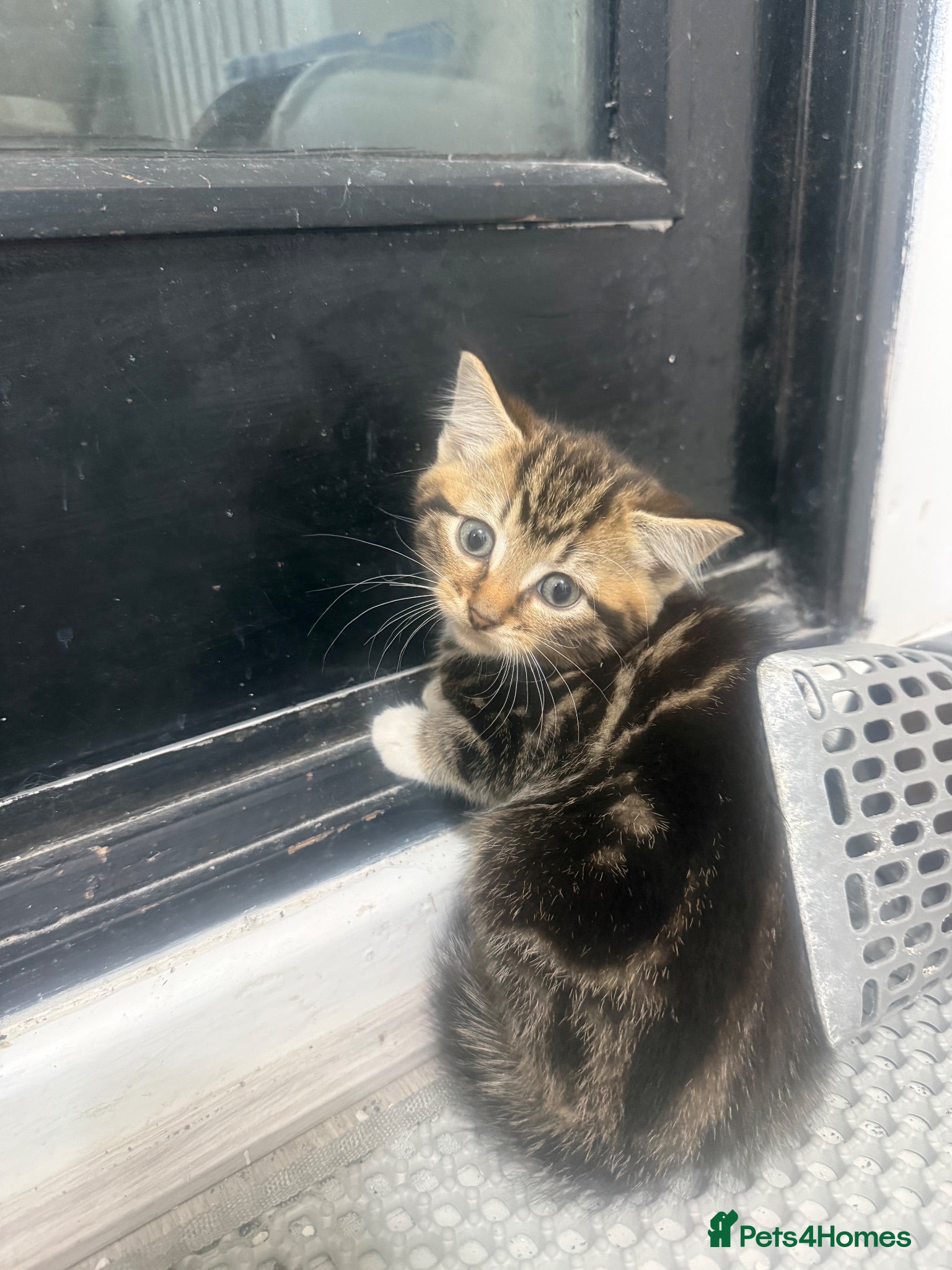 Mixed Breed cats 3 tabby kittens for sale - Advert 4