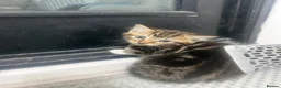 Mixed Breed cats for sale: 3 tabby kittens for sale - Advert 1