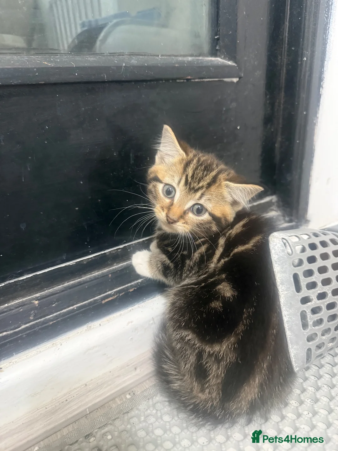 Mixed Breed cats for sale: 3 tabby kittens for sale - Advert 1