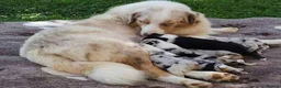 Australian Shepherd dogs for sale: Blue-Eyed Australian Shepherd Puppies Available in Welwyn Garden City - Advert 1