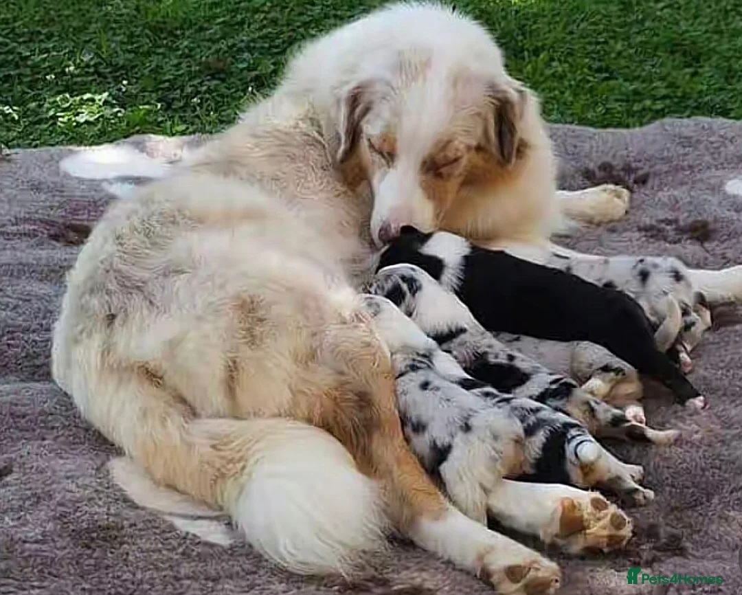 Australian Shepherd dogs for sale: Blue-Eyed Australian Shepherd Puppies Available in Welwyn Garden City - Advert 1