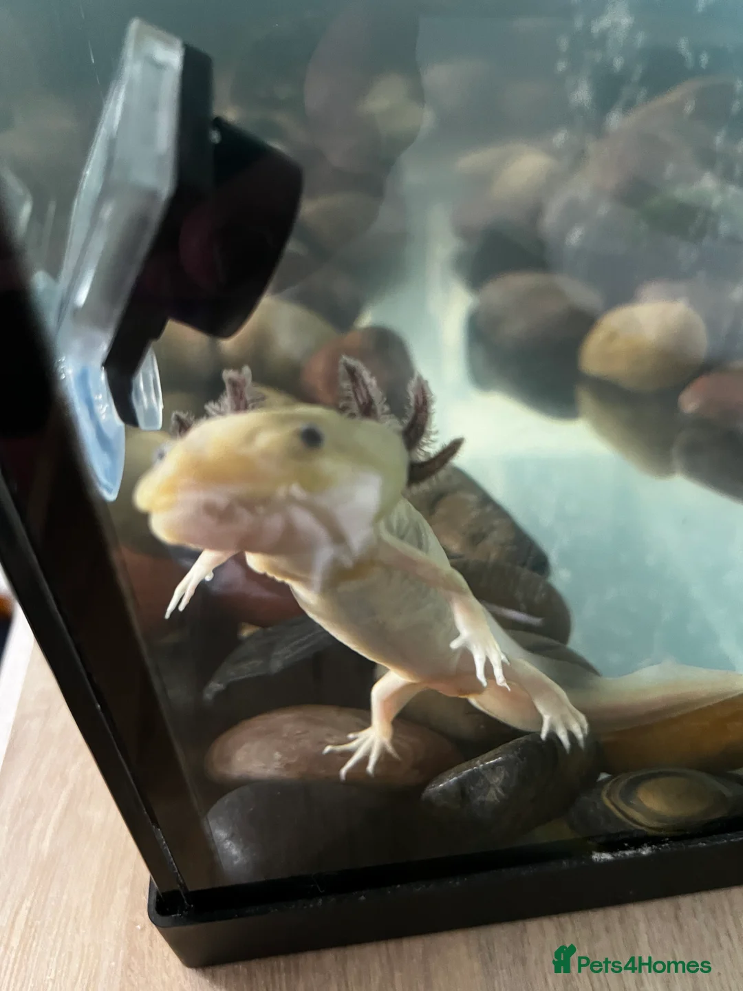 Axolotl reptiles for sale: “Axol” the Axolotl needs a new home - Advert 3