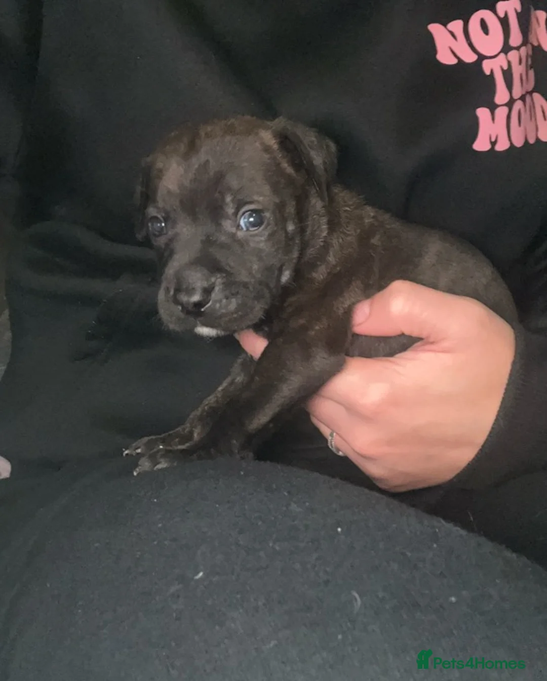 Staffordshire Bull Terrier dogs for sale: Staffie puppy in Hayes - Advert 1