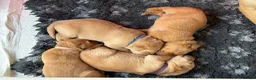 Labrador Retriever dogs for sale: Beautiful Labrador retriever puppies for sale - Advert 17