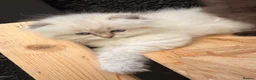 Ragdoll cats for sale: Beautiful show quality Ragdoll x SF kittens - Advert 6