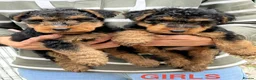 Welsh Terrier dogs for sale: Top Quality KC Reg PLL Clear Welsh Terrier Puppies - Advert 4