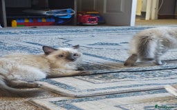 Ragdoll cats for sale: 2😻Ragdoll kittens 💕 - Image 9
