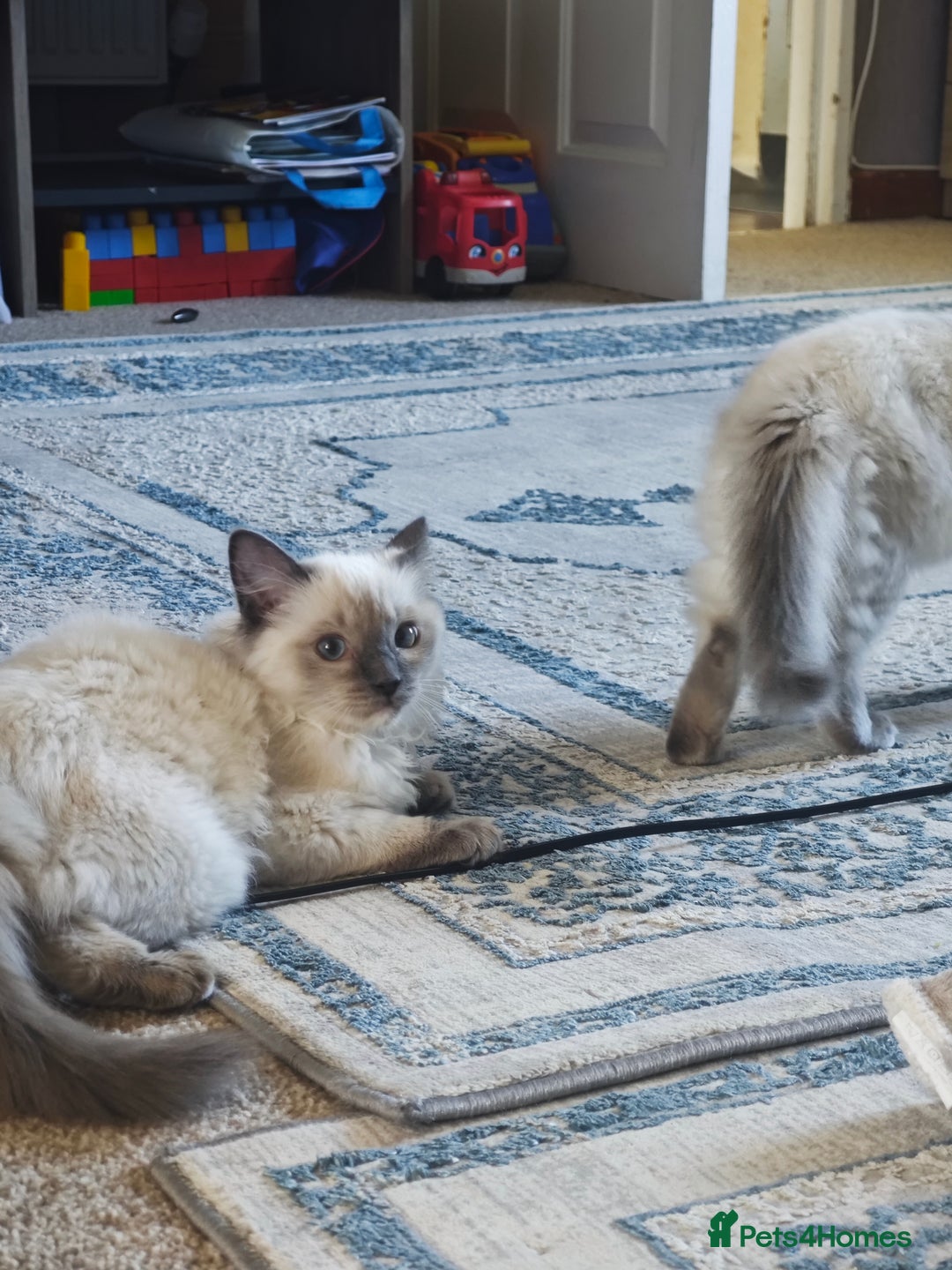Ragdoll cats for sale: 2😻Ragdoll kittens 💕 - Image 9