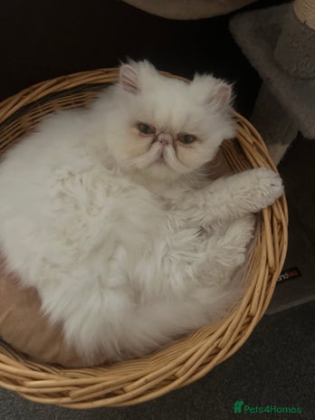 Persian cats - Advert 4