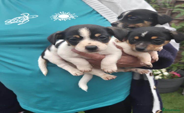 Jack Russell dogs - Advert 6