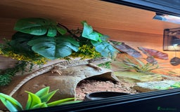 Bearded Dragon reptiles for sale: Pigmy Bearded dragon and home £100 - Image 1