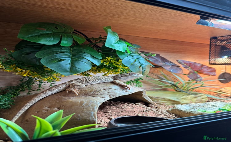 Bearded Dragon reptiles - Advert 2