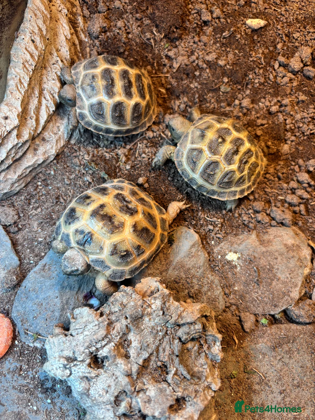 Tortoise reptiles for sale: Two unsexed cb25 horsefields tortoise  in Wolverhampton - Advert 2