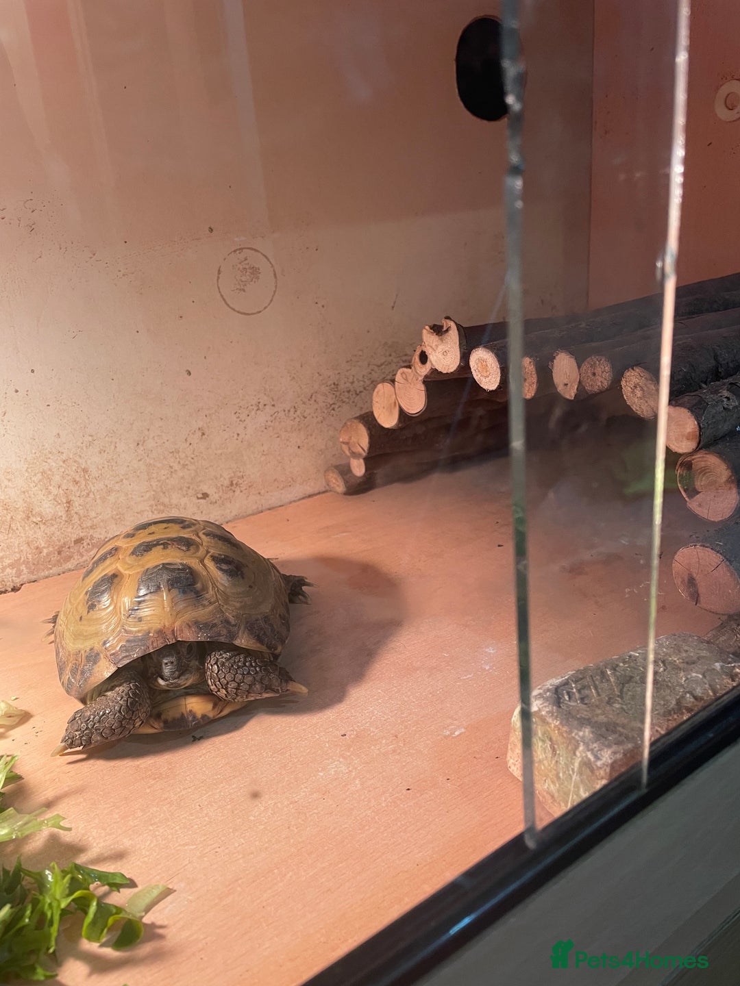 Tortoise reptiles for sale: Russian (Horsfield) Tortoise - Advert 3