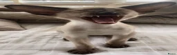 Oriental cats for sale: Male Chocolate point  - Advert 6