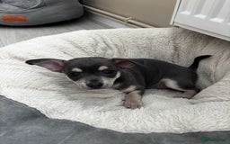 Chihuahua dogs for stud: Reggie the chocolate chi for stud in Ipswich - Image 28
