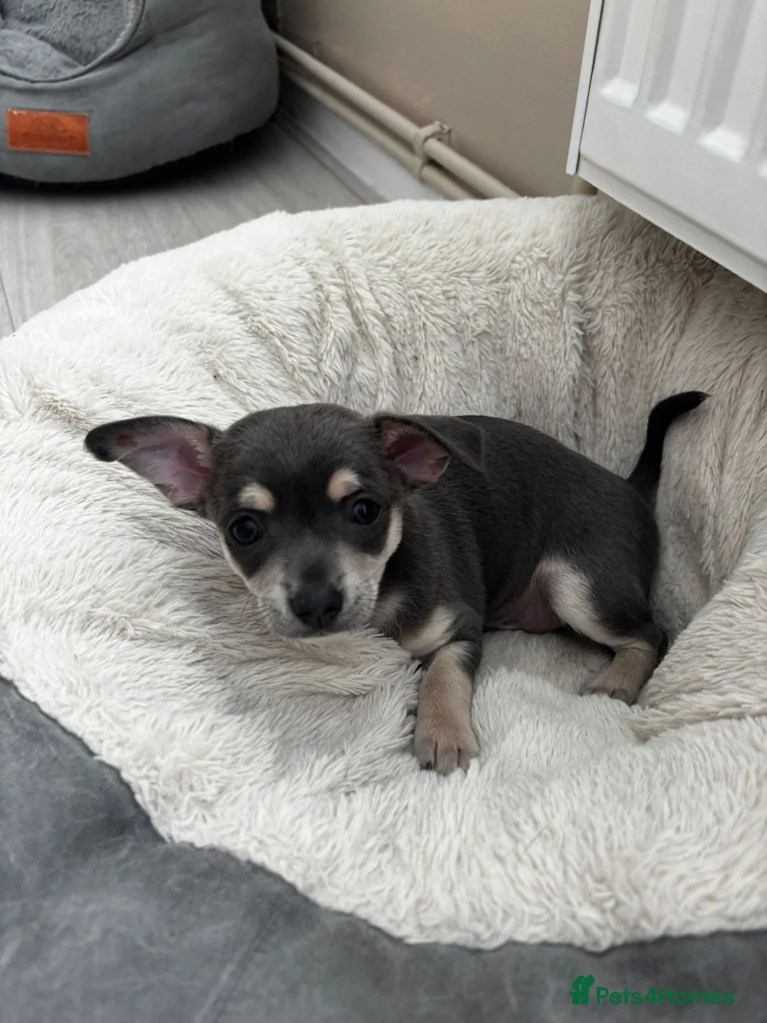 Chihuahua dogs for stud: Reggie the chocolate chi for stud in Ipswich - Advert 28