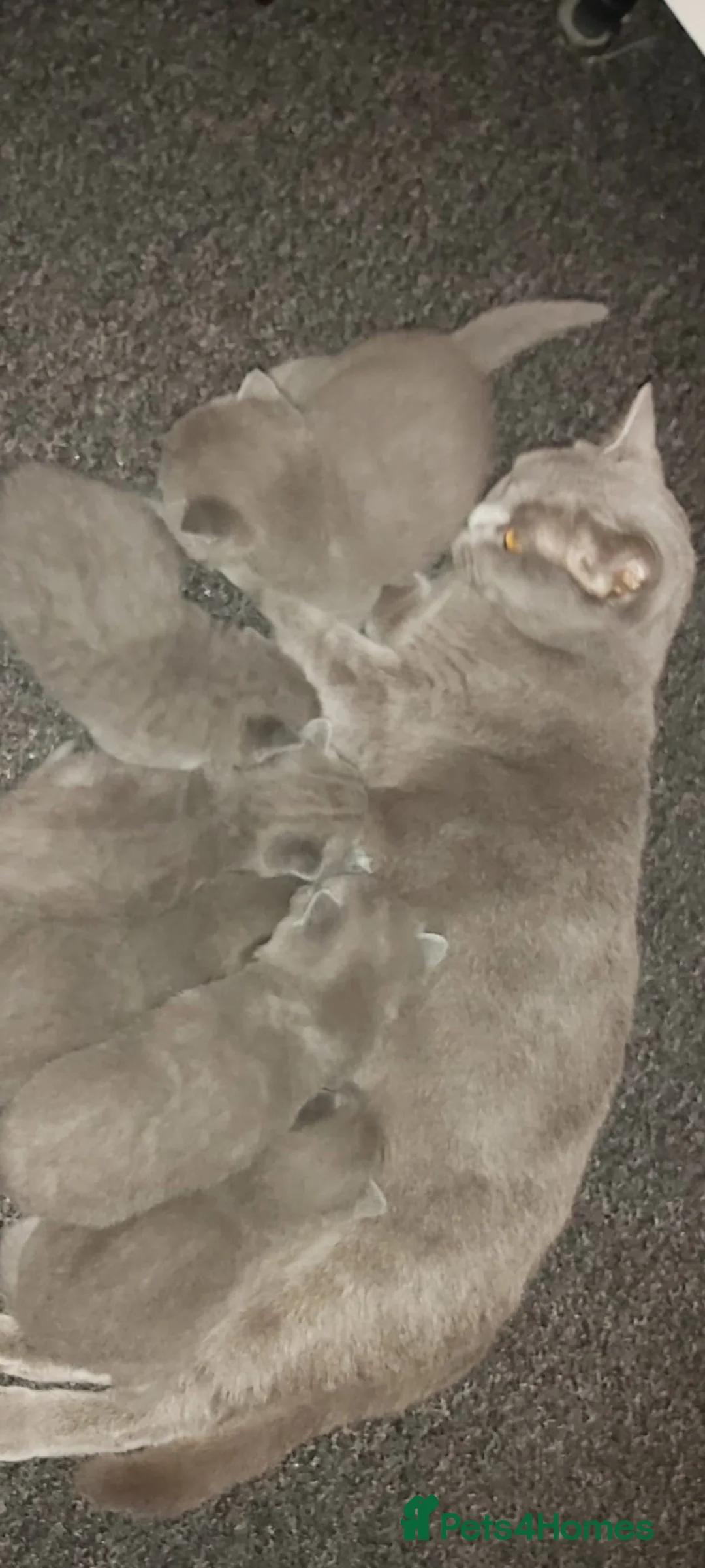 British Shorthair cats for sale: Beautiful British shorthair kittens  - Advert 11